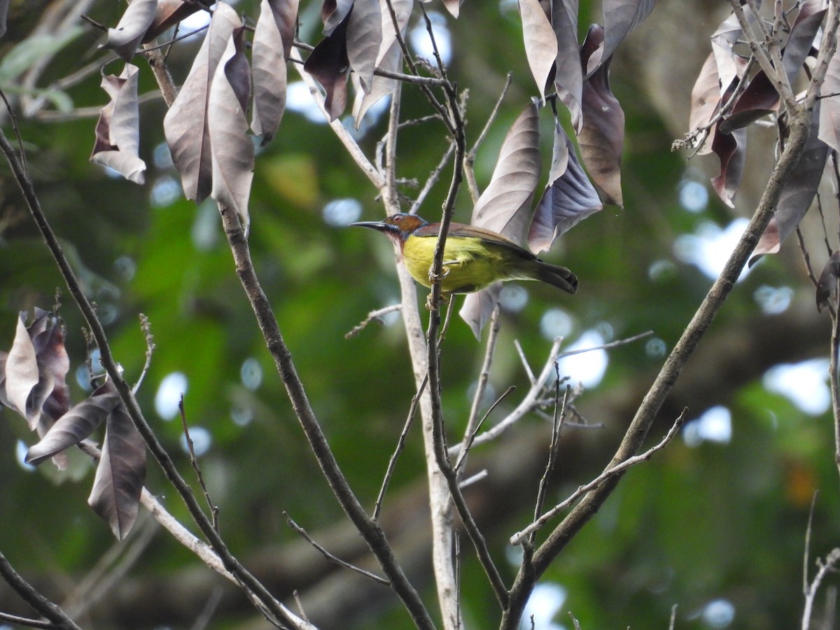 Brown-throated Sunbird - ML650485898