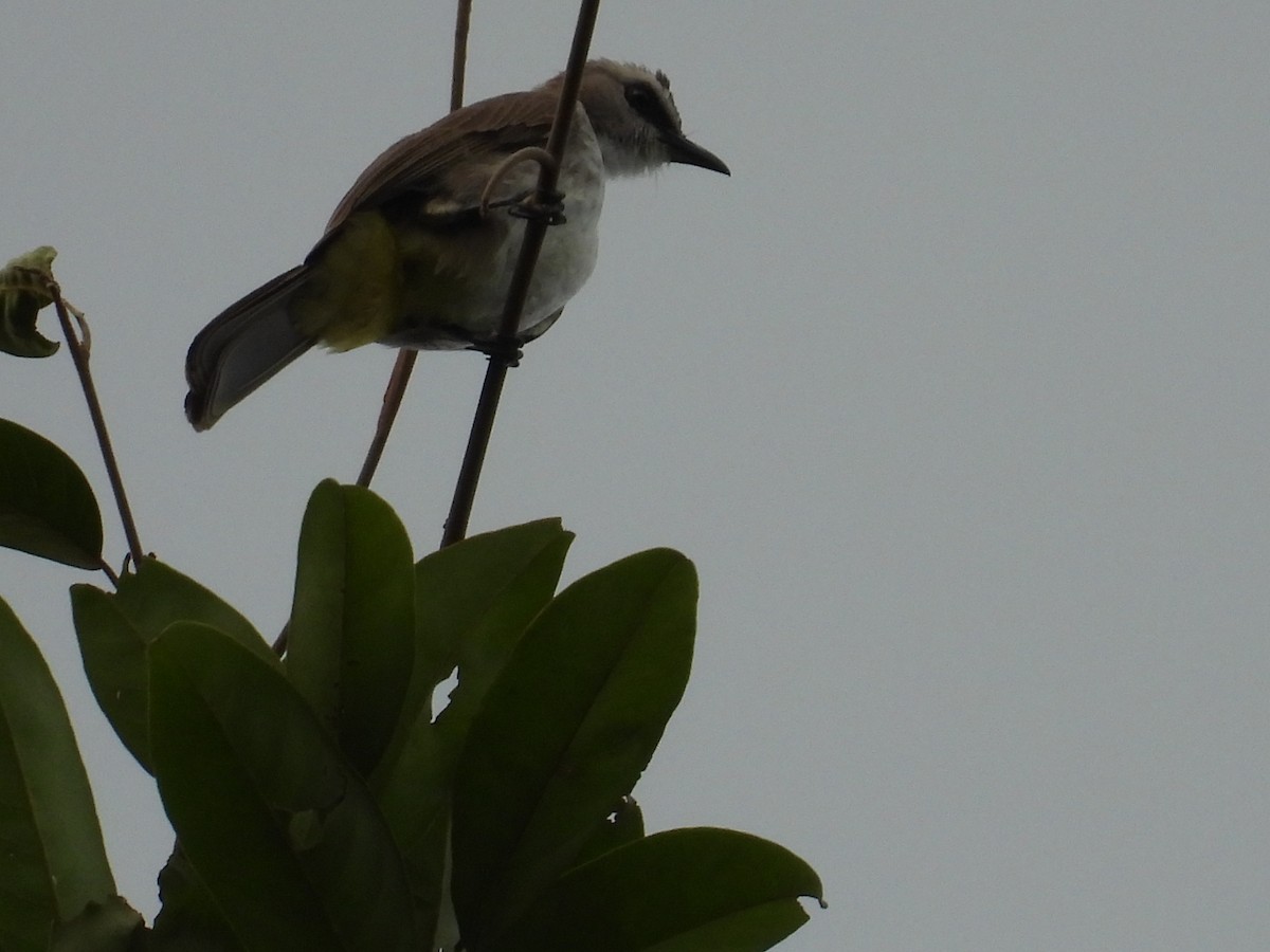 Yellow-vented Bulbul - ML650485904