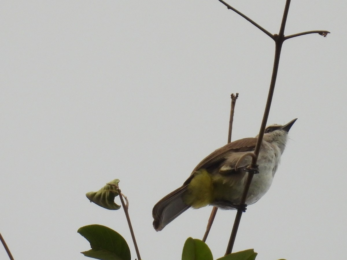 Yellow-vented Bulbul - ML650485905