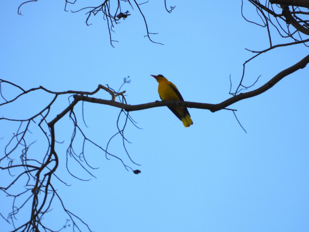 Black-naped Oriole - ML650485920