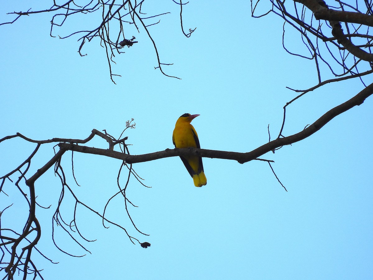 Black-naped Oriole - ML650485921