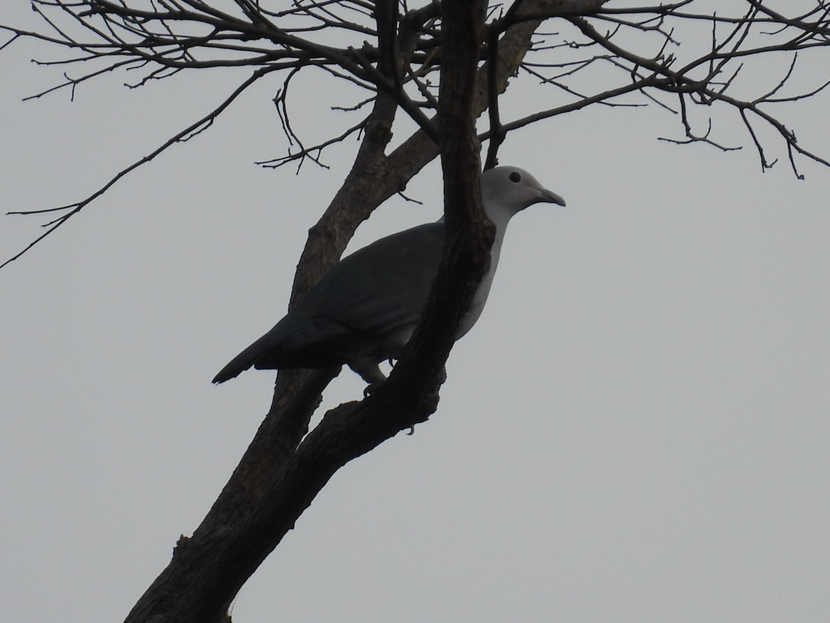 Green Imperial-Pigeon - ML650485936