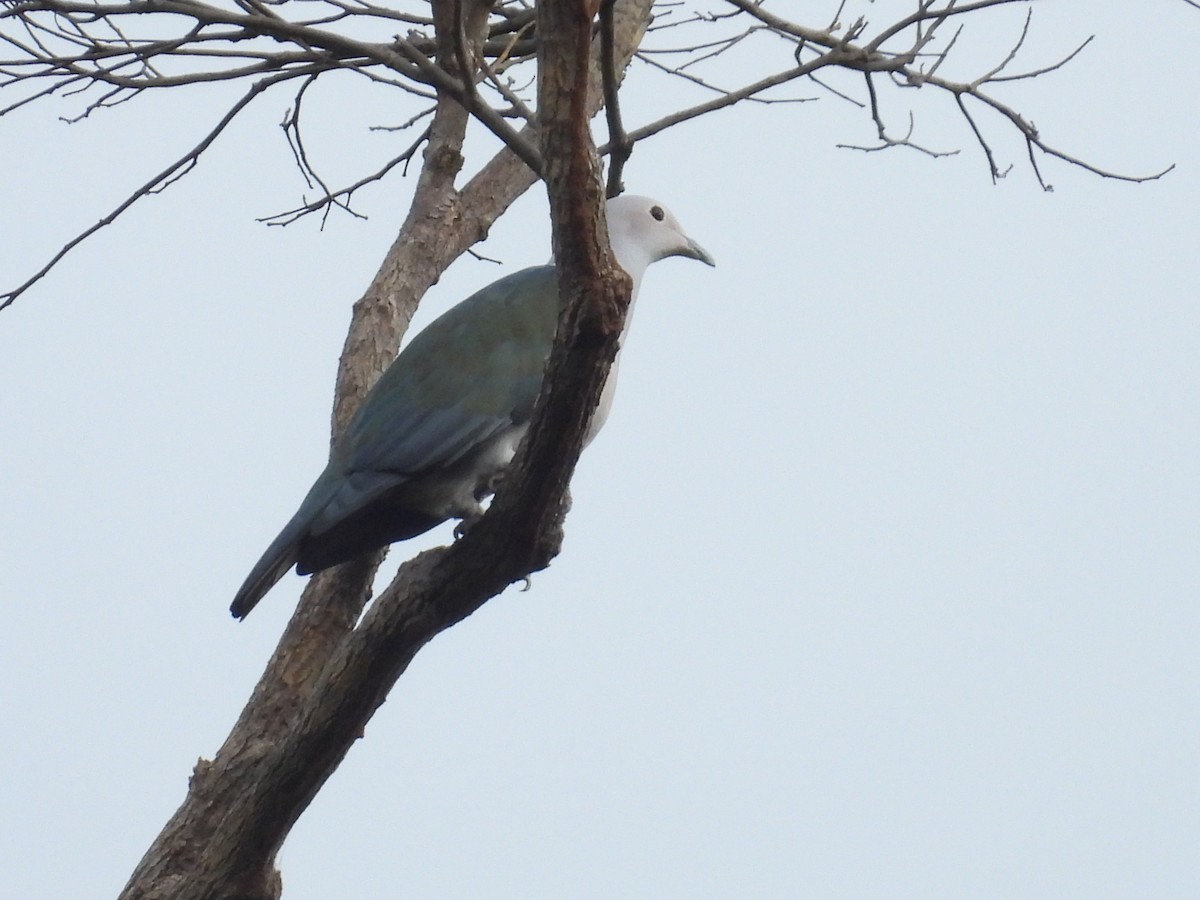Green Imperial-Pigeon - ML650485937