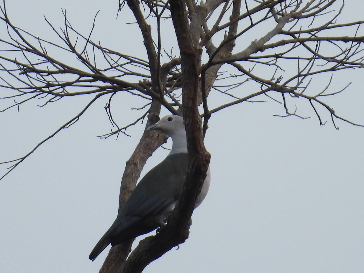 Green Imperial-Pigeon - ML650485938