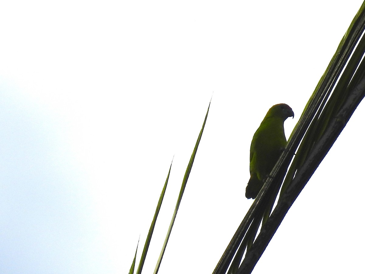 Black-billed Hanging-Parrot - ML650485977