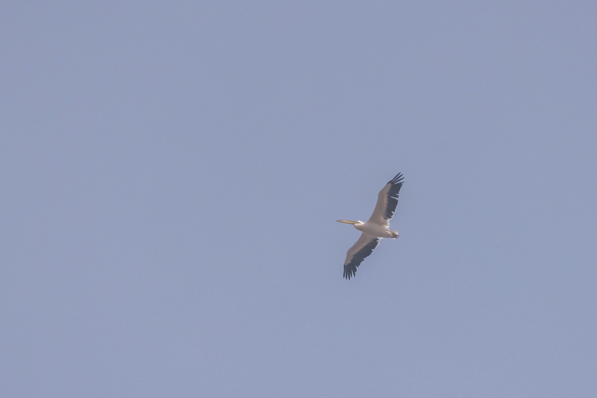 Pélican blanc - ML650486004