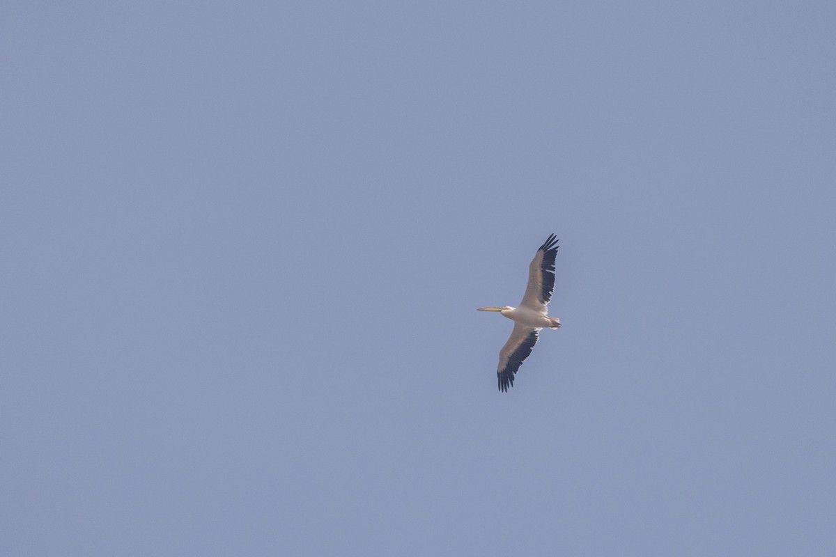 Pélican blanc - ML650486005