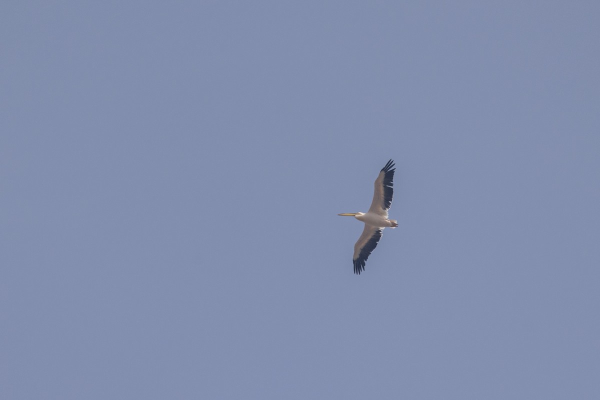 Pélican blanc - ML650486006