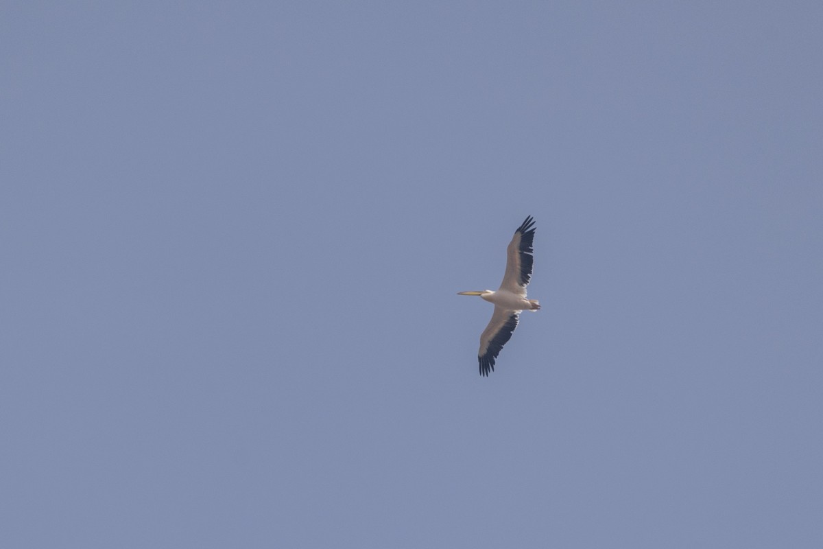 Pélican blanc - ML650486007