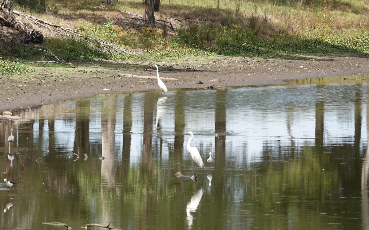 Great Egret - ML650486050