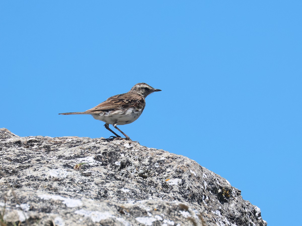 linduška novozélandská - ML650486060