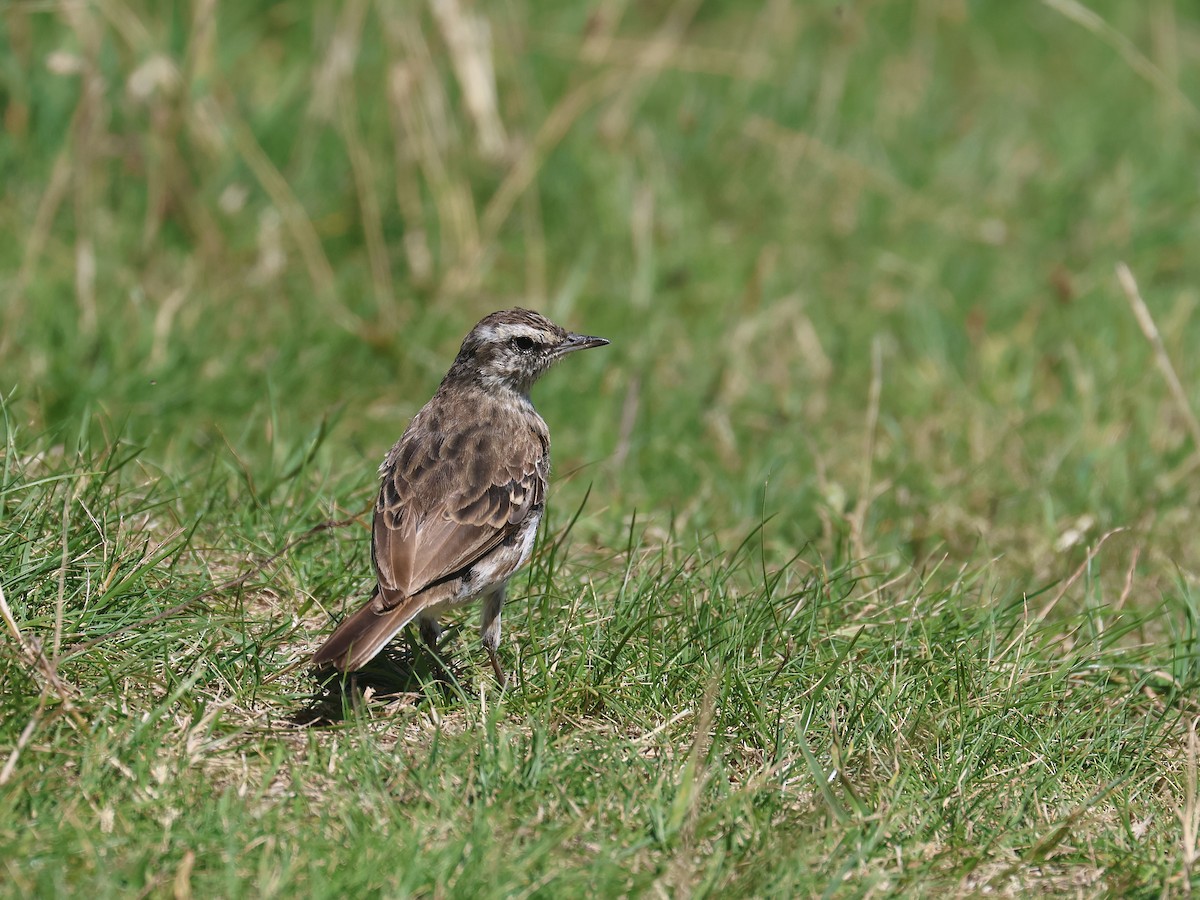 linduška novozélandská - ML650486061