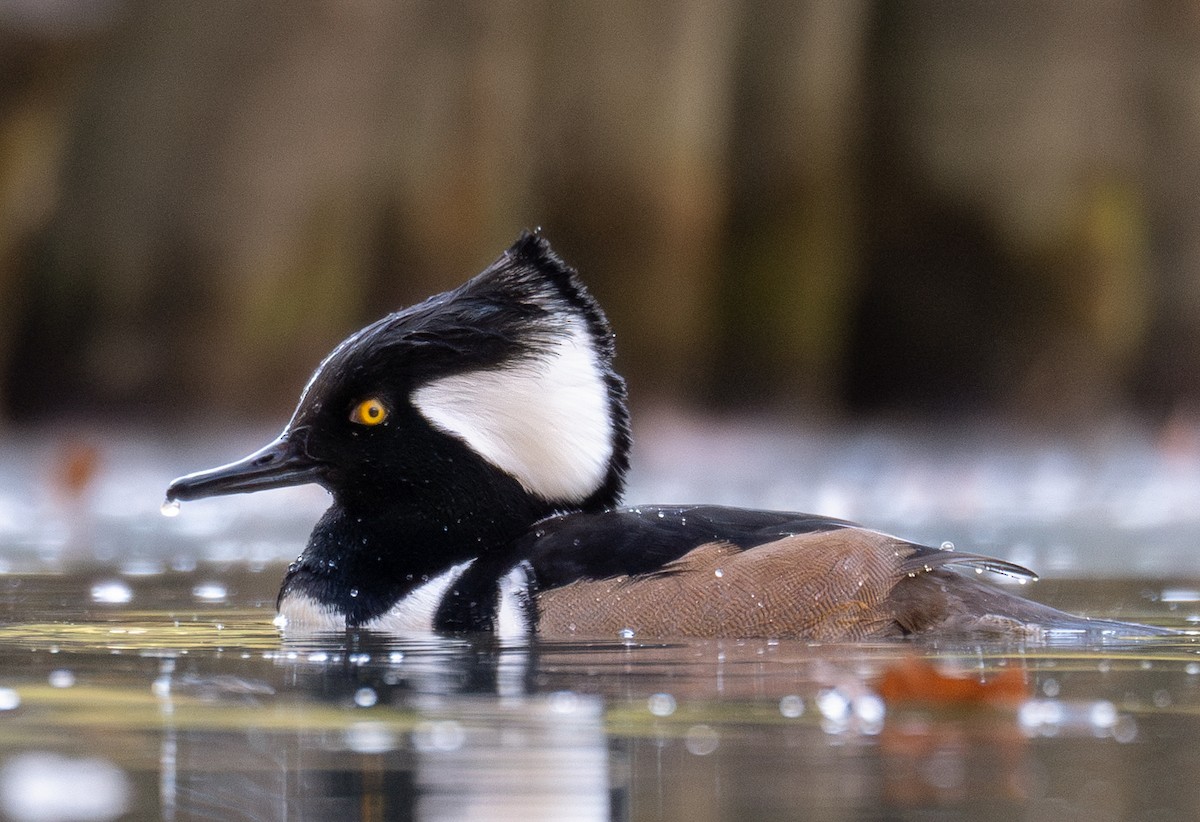 hjelmfiskand - ML650486073