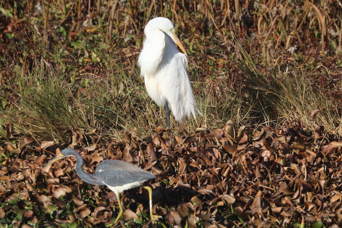 Great Egret - ML650486075