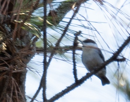 brunhettespettmeis - ML650486078