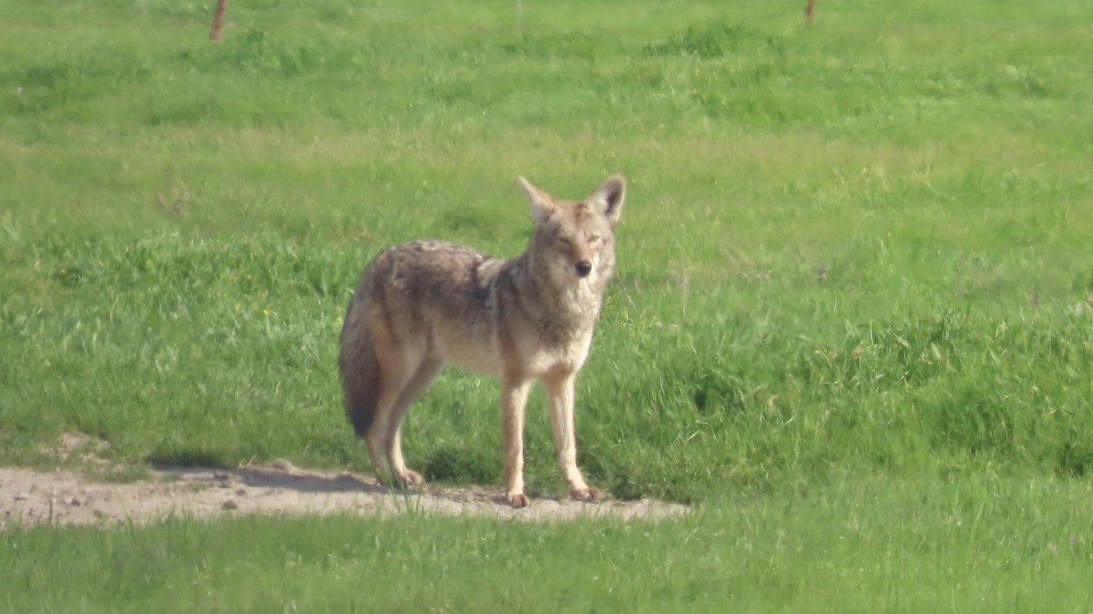 Kojote - ML650486094