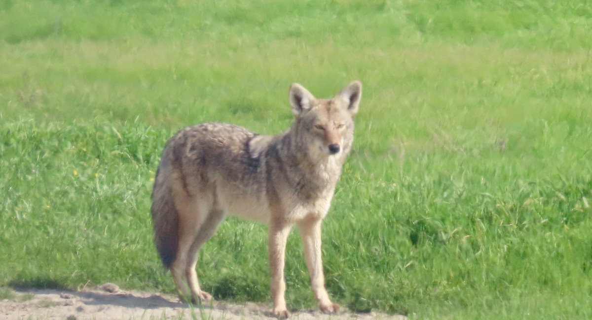 Coypus - ML650486097