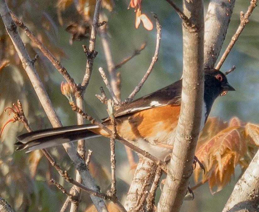 rødsidetovi - ML650486104