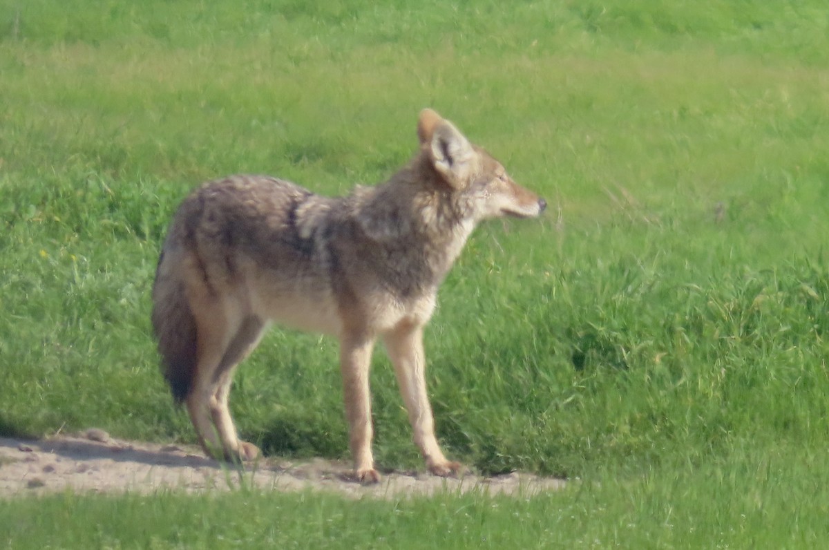 Kojote - ML650486105