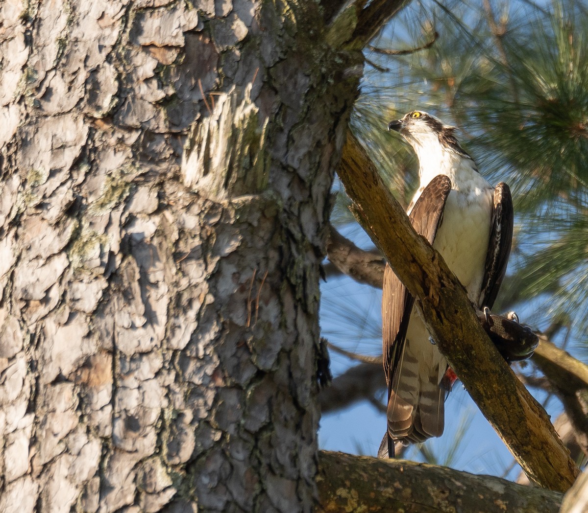 fiskeørn - ML650486120