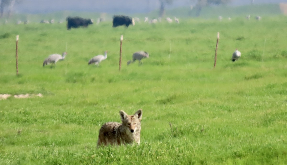 Kojote - ML650486125