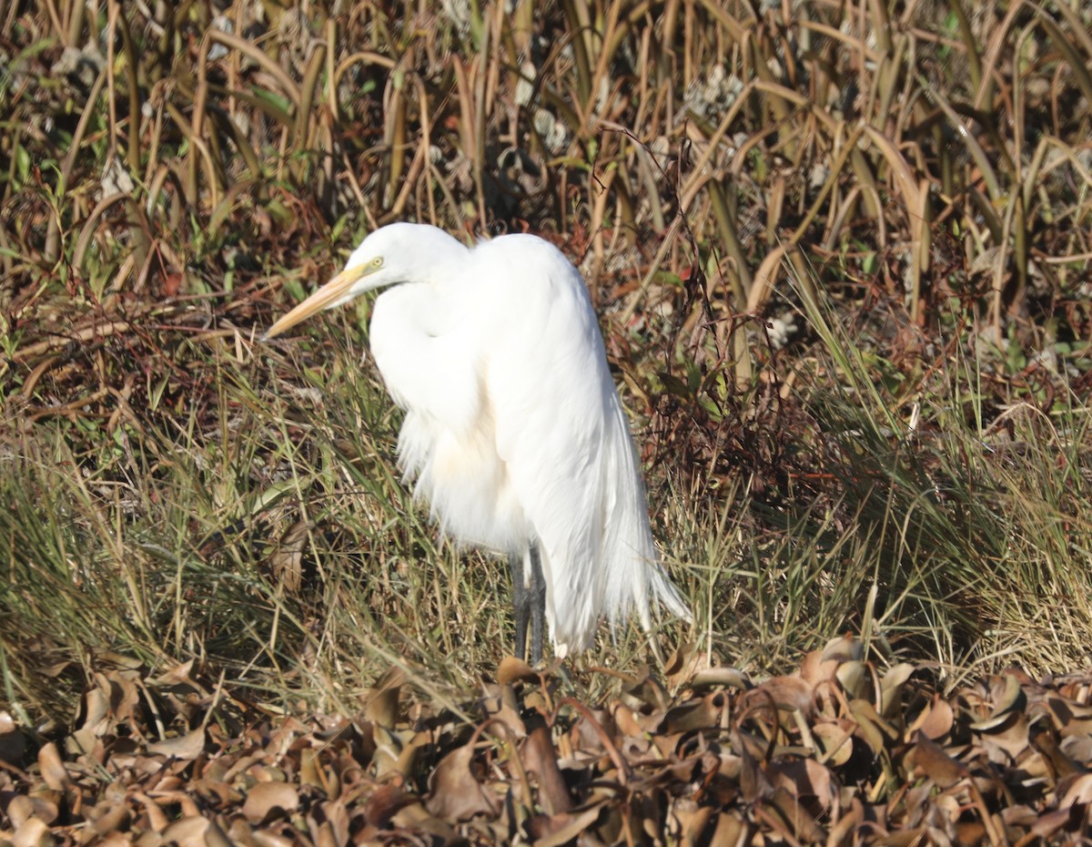 Great Egret - ML650486131