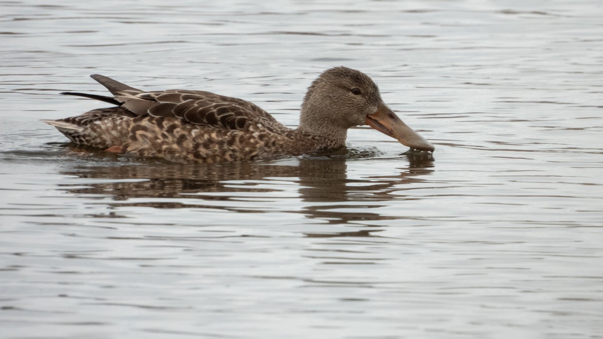 Широконоска - ML650486139