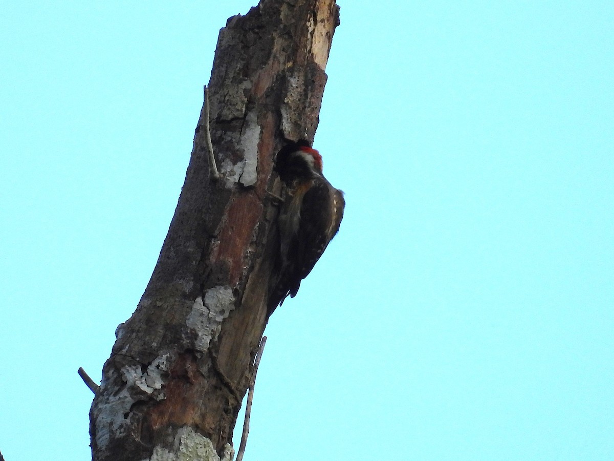 Sulu Pygmy Woodpecker - ML650486152