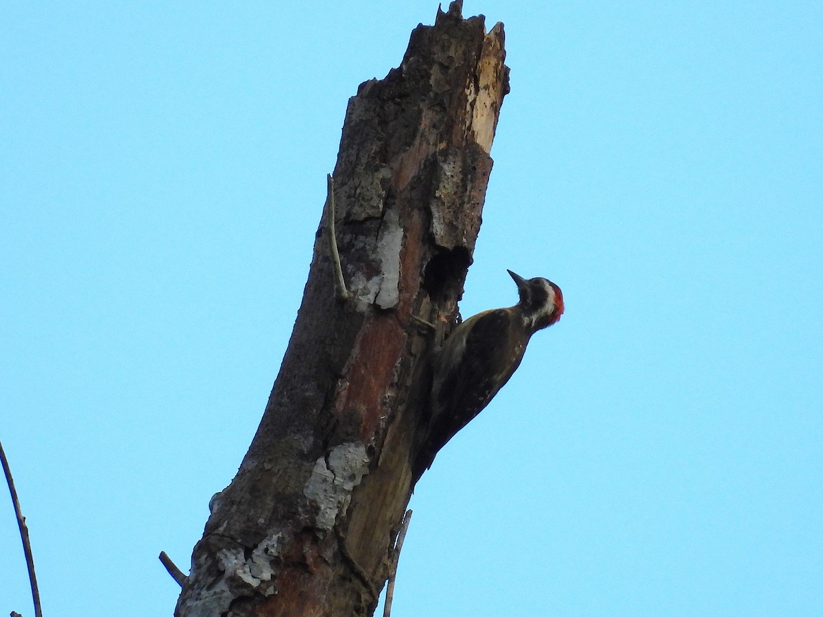 Sulu Pygmy Woodpecker - ML650486153