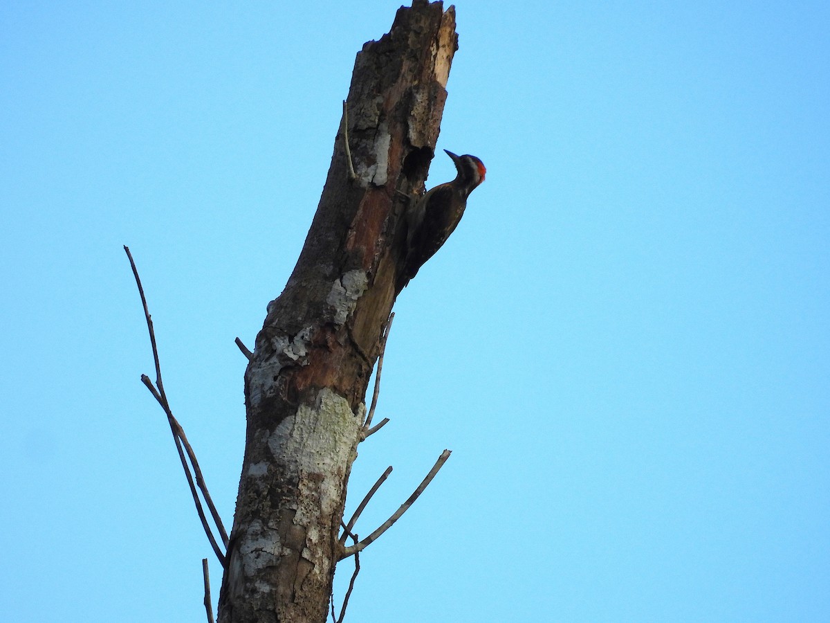 Sulu Pygmy Woodpecker - ML650486154