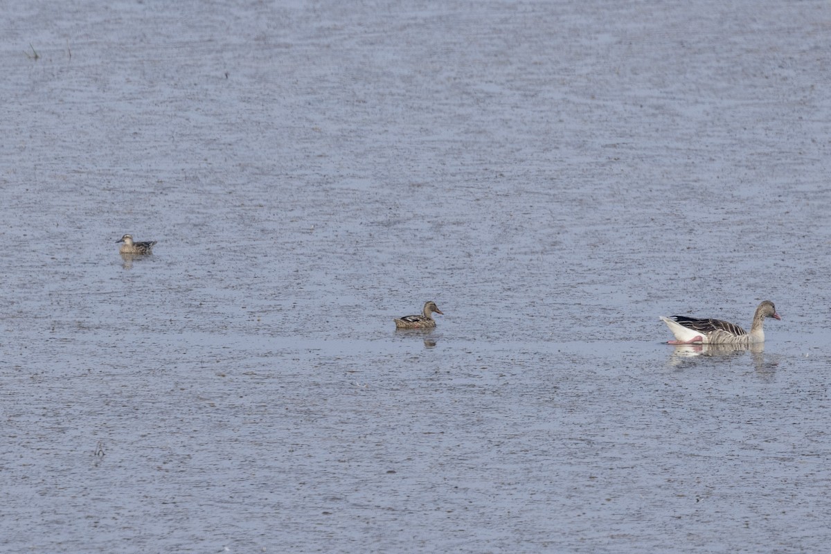 Широконоска - ML650486256