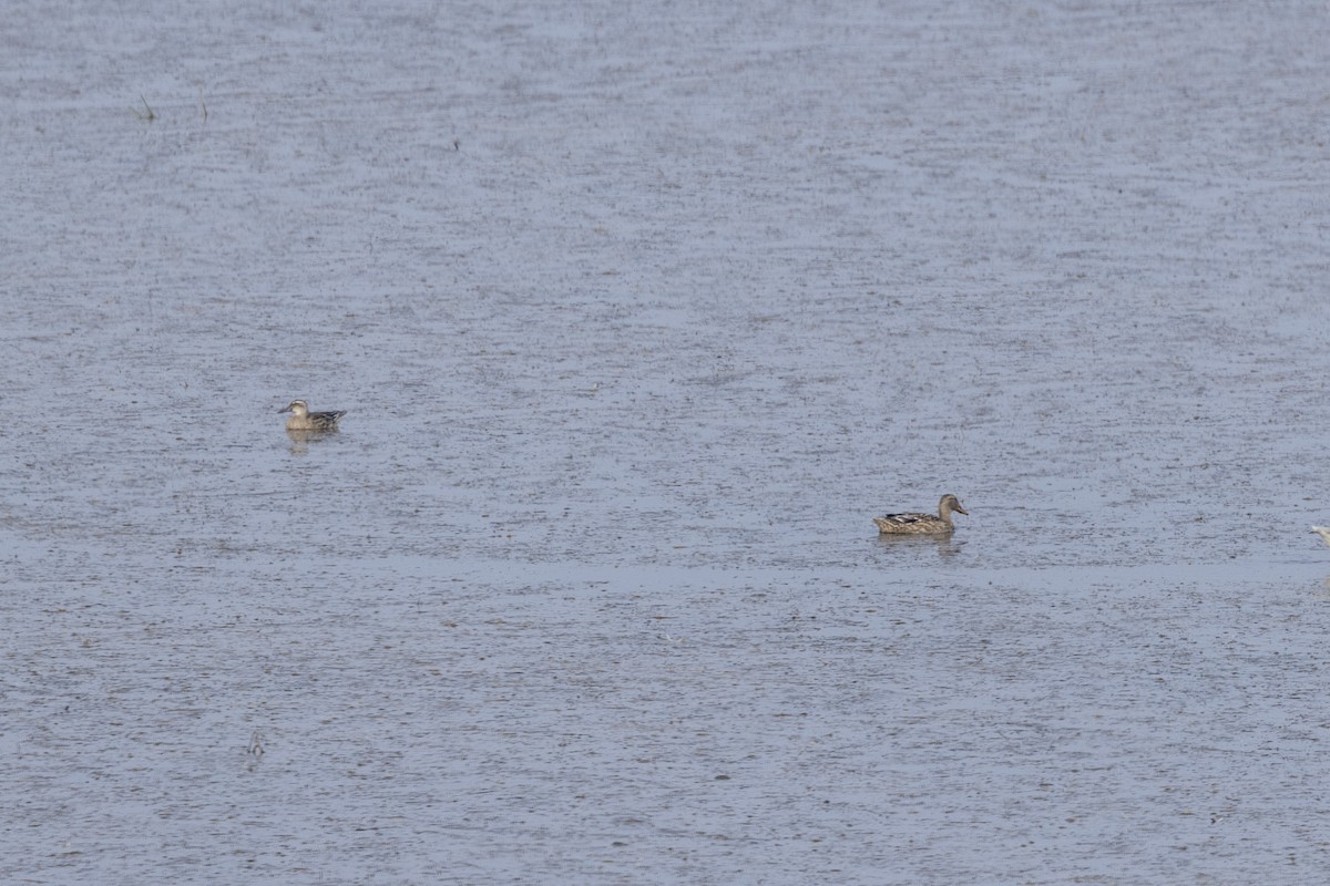 Широконоска - ML650486265