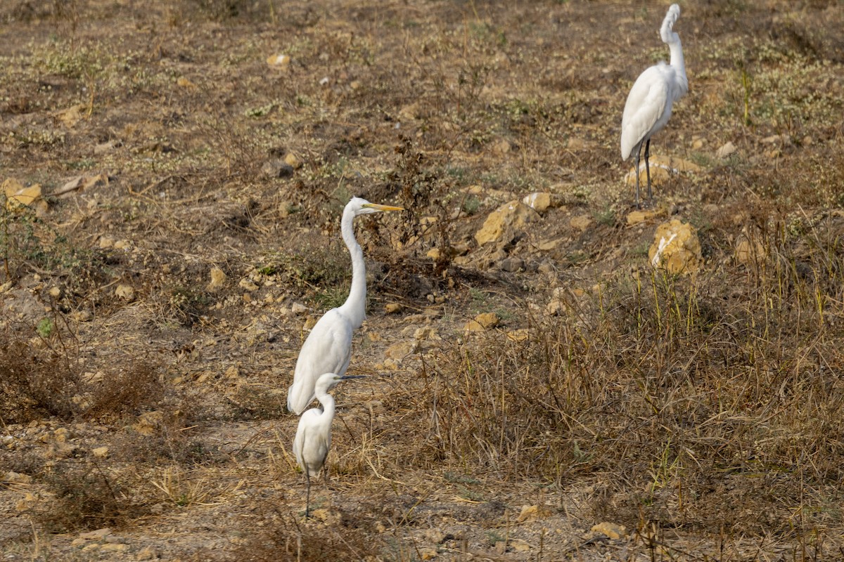 Great Egret - ML650486286