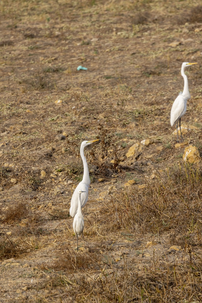Great Egret - ML650486287