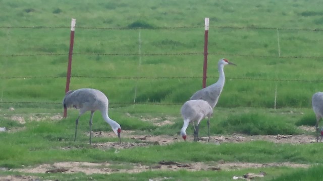 Kanadakranich - ML650486298