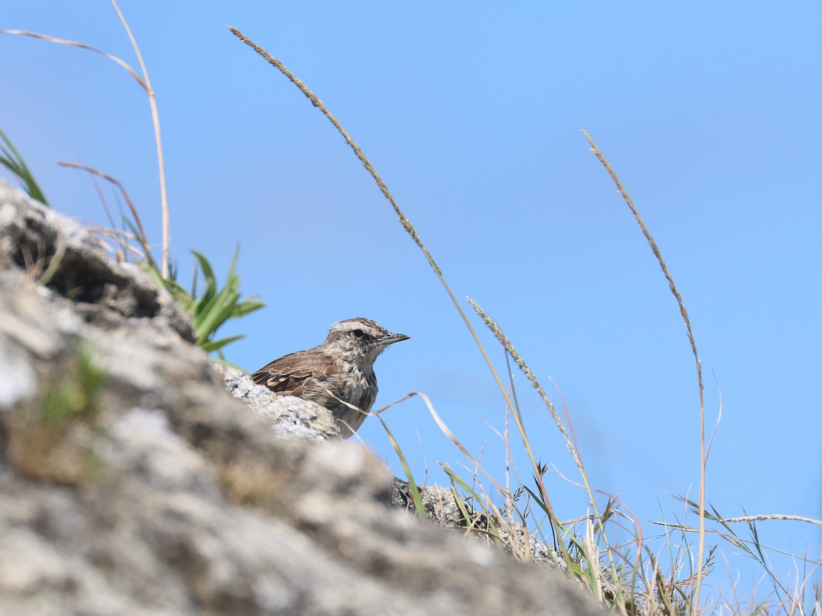 New Zealand Pipit - ML650486405