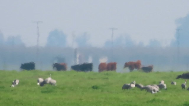 Kanadakranich - ML650486414