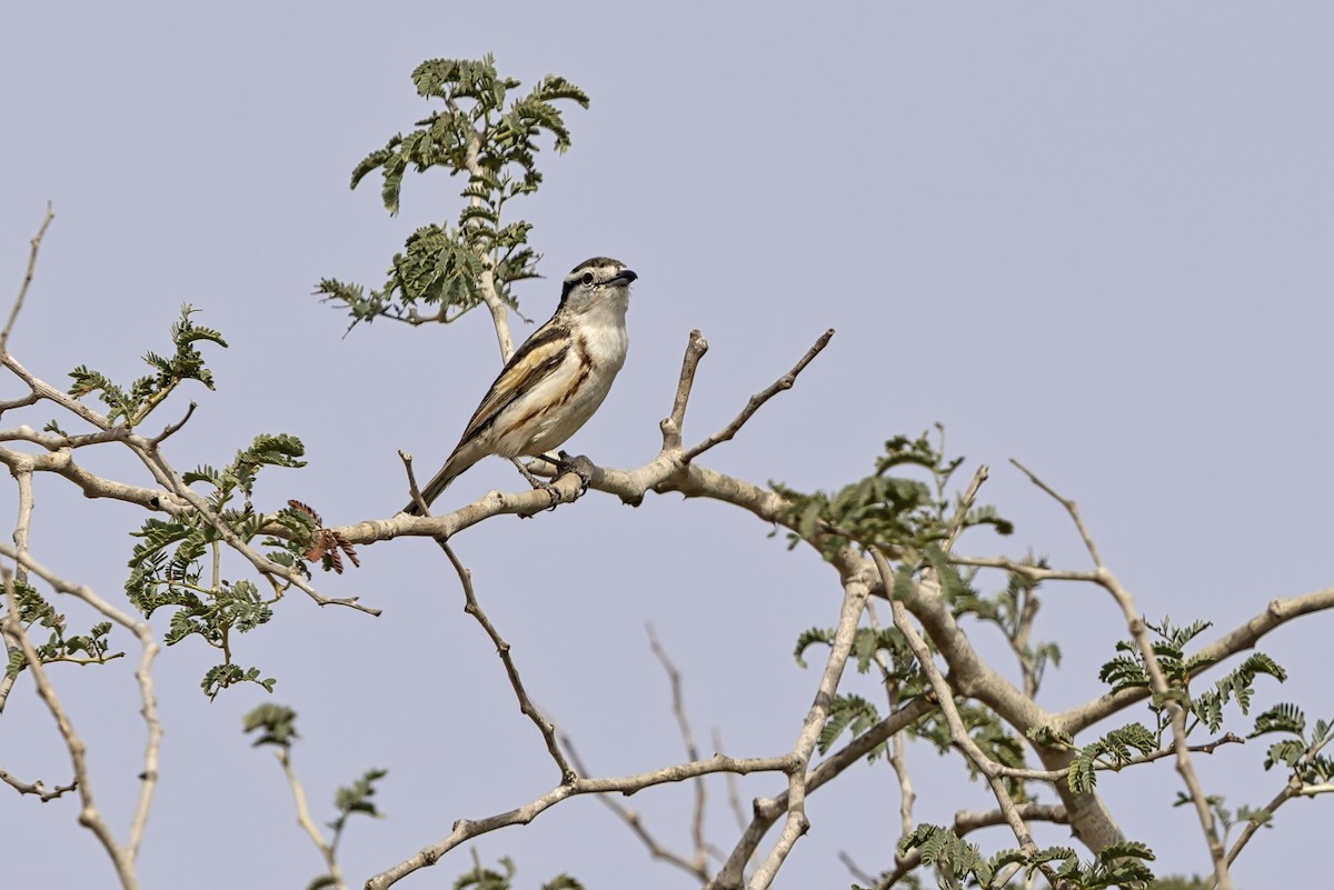 Brubru - ML650486673