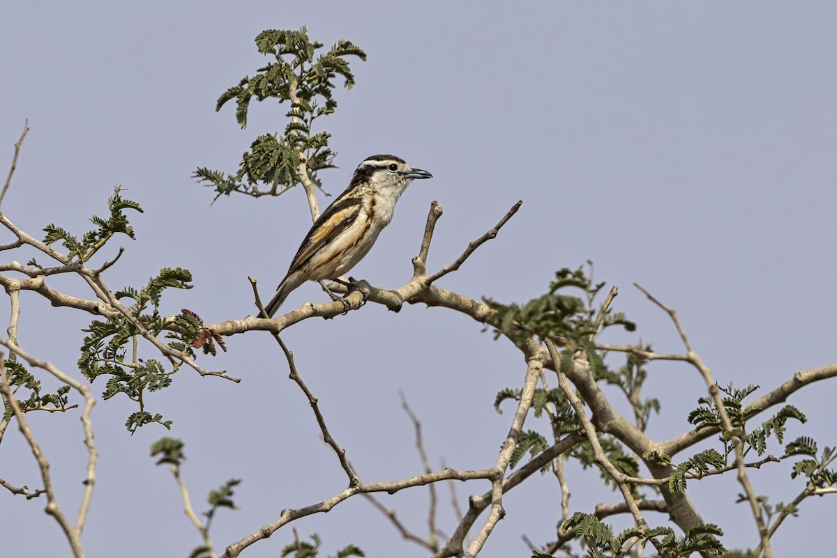 Brubru - ML650486675