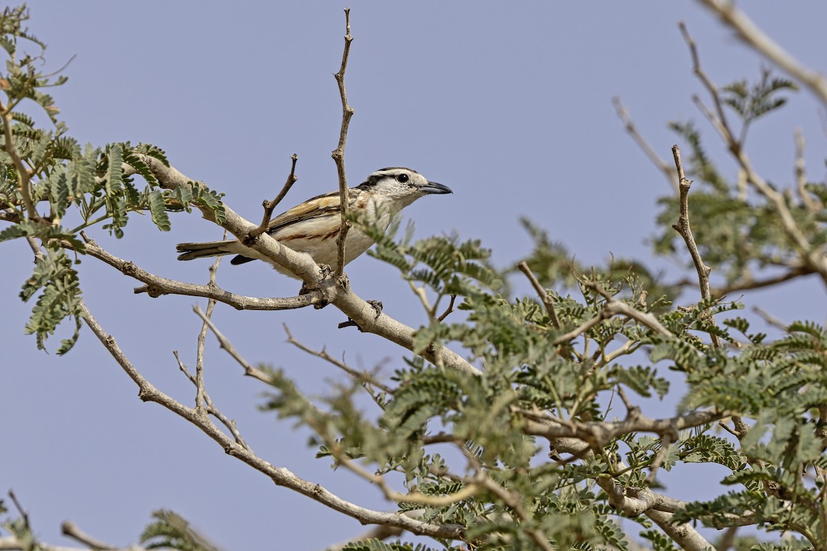 Brubru - ML650486676