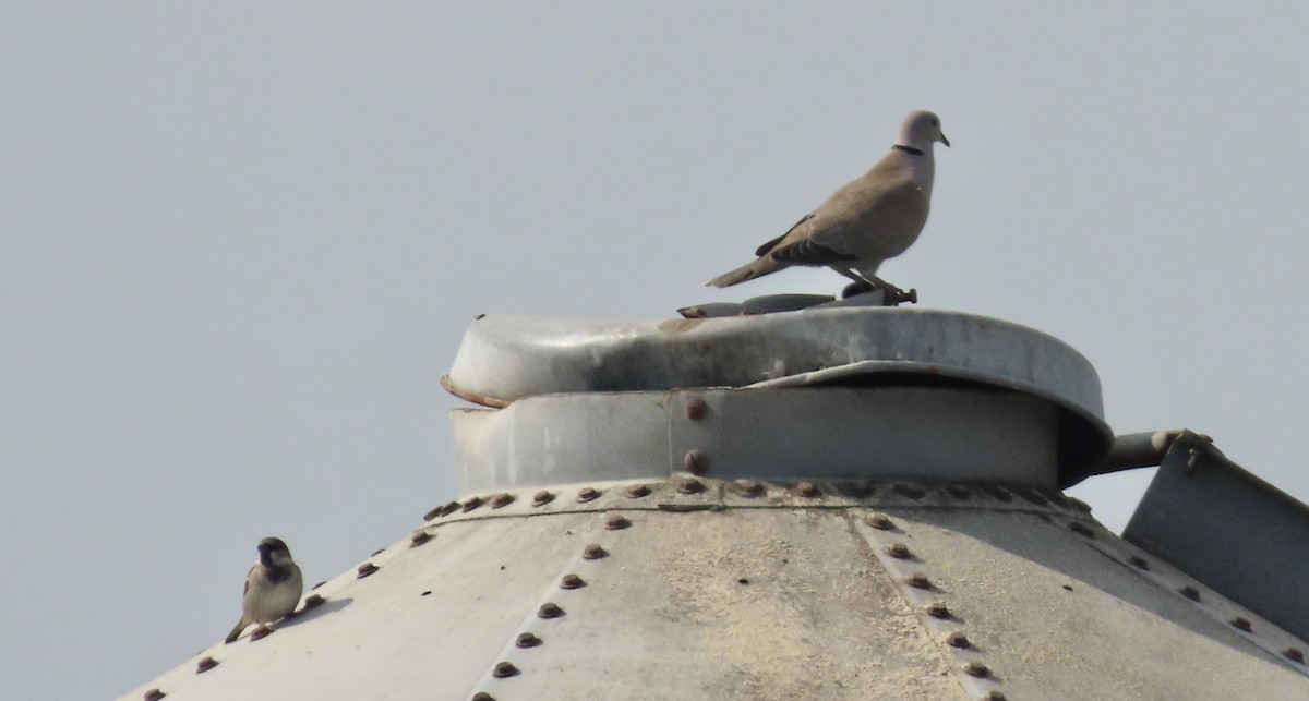 Türkentaube - ML650486799