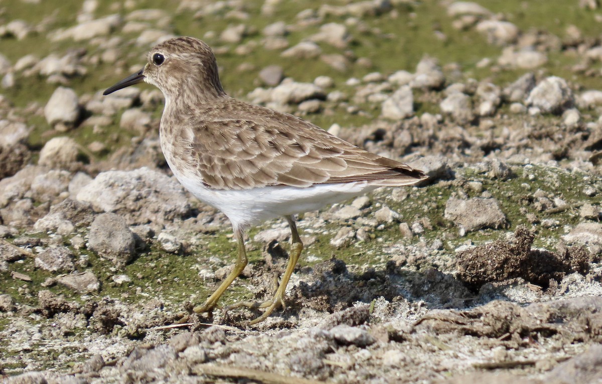 Wiesenstrandläufer - ML650486807