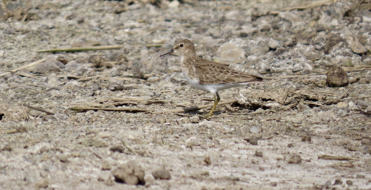 Wiesenstrandläufer - ML650486818