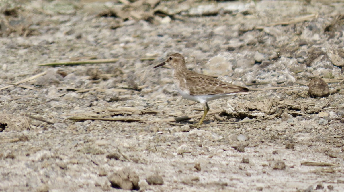 Wiesenstrandläufer - ML650486823