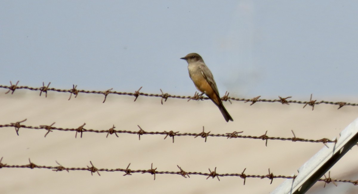 Zimtbauch-Phoebetyrann - ML650486836