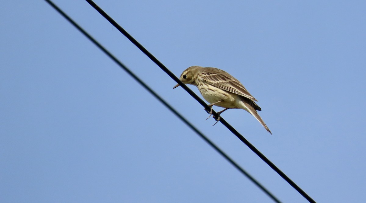 Amerikapieper - ML650486844