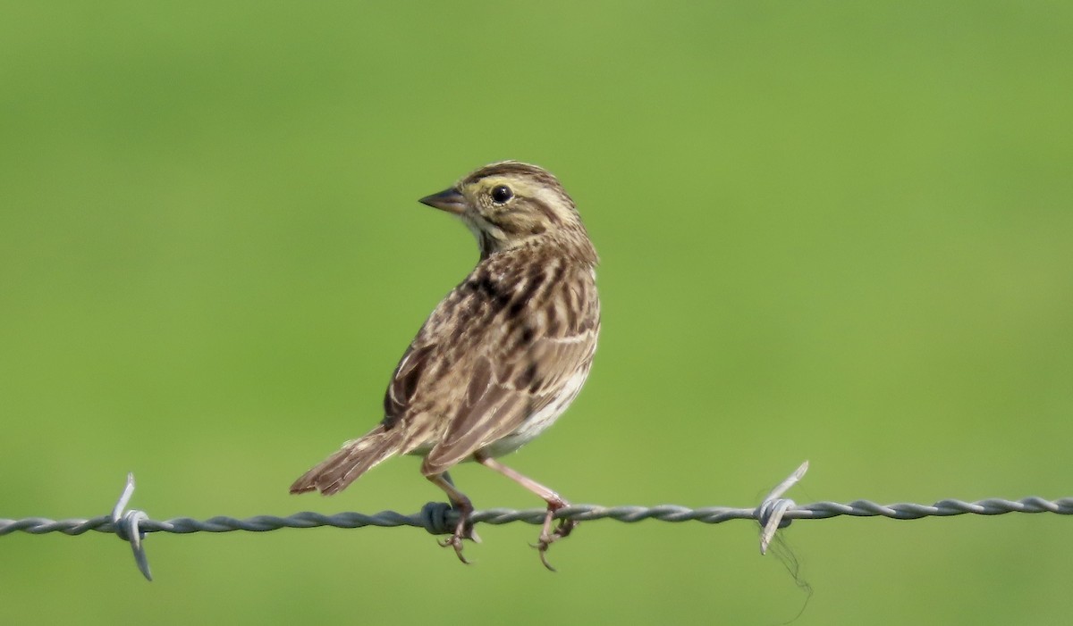 Grasammer - ML650486847