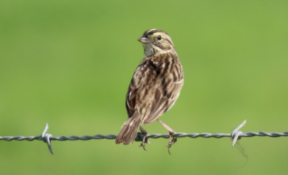 Grasammer - ML650486849