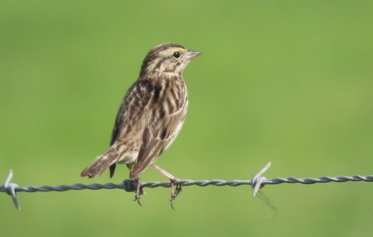 Grasammer - ML650486853