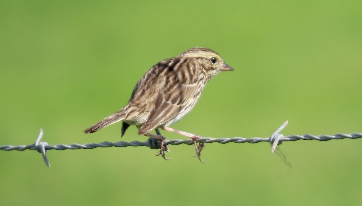 Grasammer - ML650486855